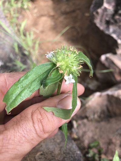 Spermacoce senensis, photographed by rosshawkins