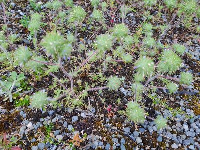 Navarretia squarrosa, photographed by gnapp