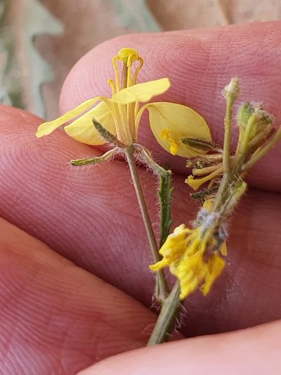 Diplotaxis virgata, photographed by Mehdi Chetibi