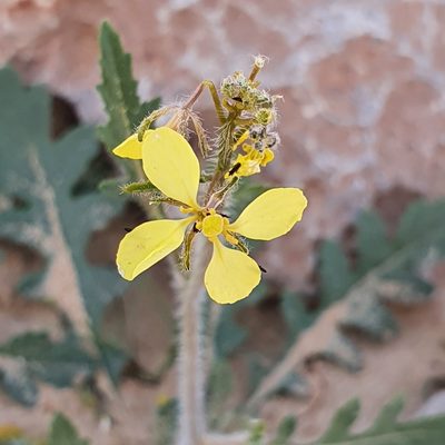 Diplotaxis virgata, photographed by Mehdi Chetibi