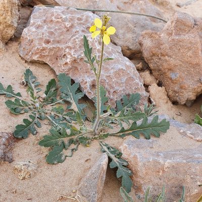 Diplotaxis virgata, photographed by Mehdi Chetibi