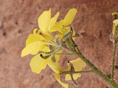 Diplotaxis virgata, photographed by Mehdi Chetibi