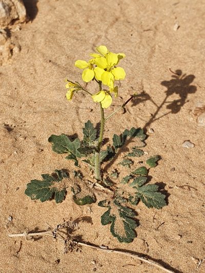 Diplotaxis virgata, photographed by Mehdi Chetibi