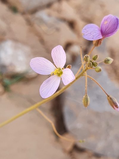 Savignya parviflora, photographed by Mehdi Chetibi