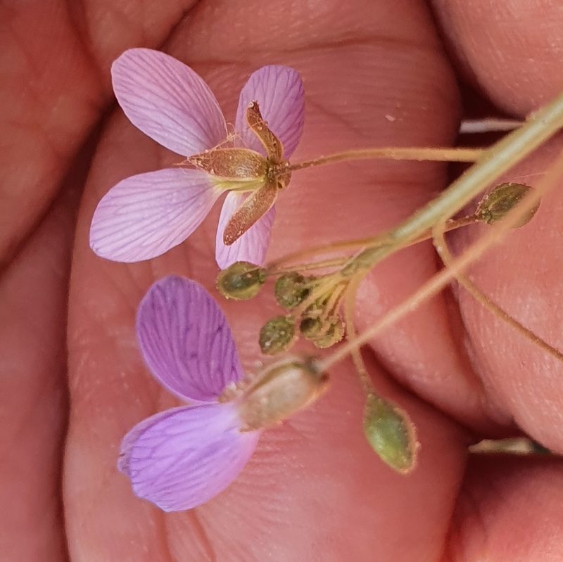 Savignya parviflora, photographed by Mehdi Chetibi