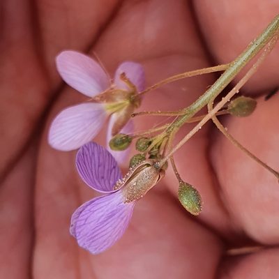 Savignya parviflora, photographed by Mehdi Chetibi