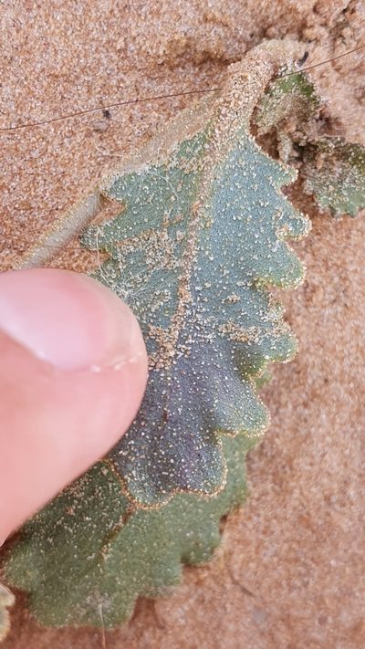 Savignya parviflora, photographed by Mehdi Chetibi