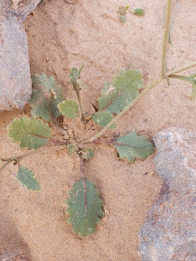 Savignya parviflora, photographed by Mehdi Chetibi