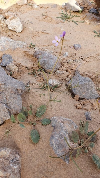 Savignya parviflora, photographed by Mehdi Chetibi