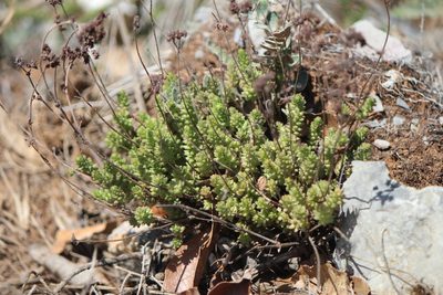 Sedum moranense, photographed by José Belem Hernández Díaz