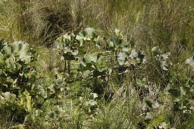 Gunnera perpensa, photographed by Tony Rebelo