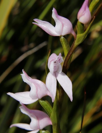 Brownleea recurvata, photographed by Tony Rebelo