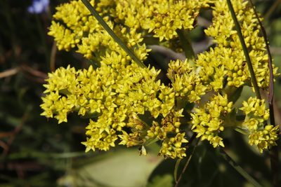 Crassula vaginata, photographed by Tony Rebelo