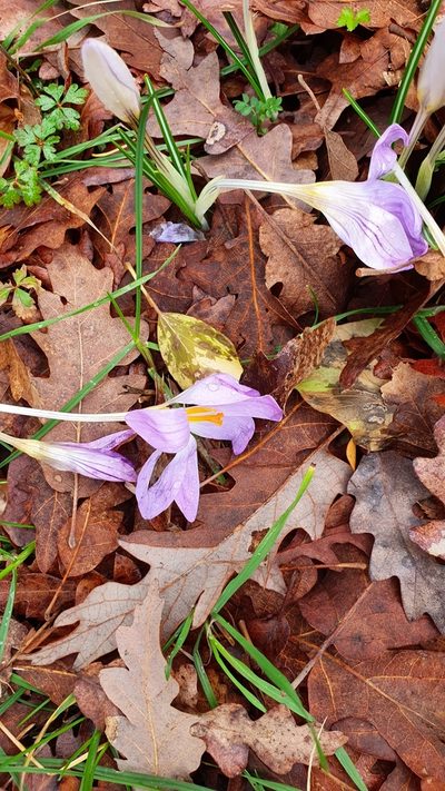 Crocus etruscus, photographed by Andrea Meucci