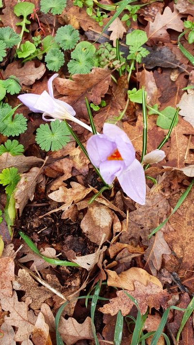 Crocus etruscus, photographed by Andrea Meucci