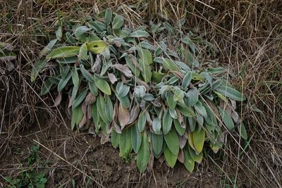 Stachys byzantina, photographed by Patrick Hacker