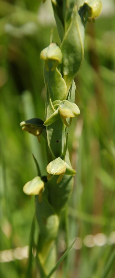 Habenaria laevigata, photographed by Tony Rebelo