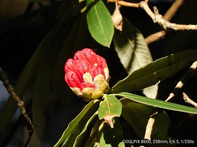 Rhododendron arboreum, photographed by Jagdish Singh Negi