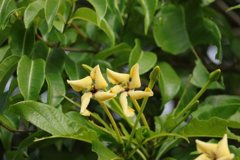 Tocoyena sellowiana, photographed by Macelo Costa