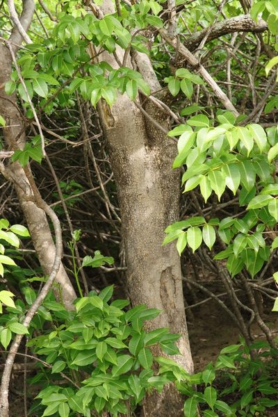 Tocoyena sellowiana, photographed by Macelo Costa
