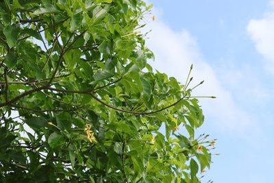 Tocoyena sellowiana, photographed by Macelo Costa