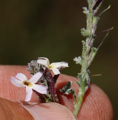Jamesbrittenia pristisepala, photographed by Tony Rebelo