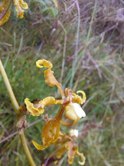 Cyrtochilum divaricatum, photographed by Daniel Mesa