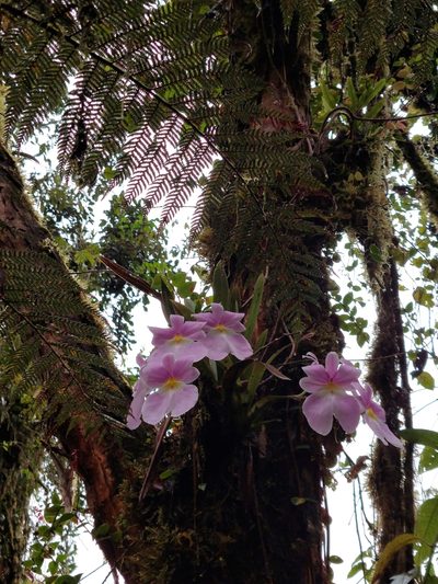 Miltoniopsis vexillaria, photographed by Daniel Mesa
