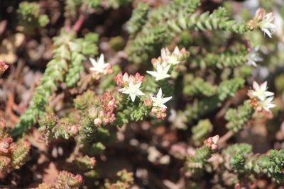 Sedum moranense, photographed by José Belem Hernández Díaz