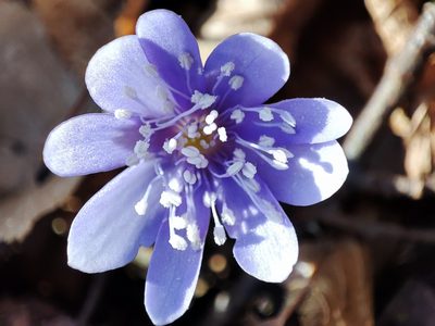Hepatica transsilvanica, photographed by xulescu_g