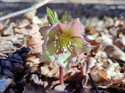 Helleborus purpurascens, photographed by xulescu_g