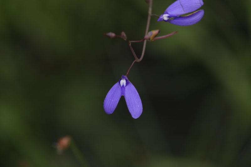 Utricularia leptoplectra, photographed by Hugo Innes