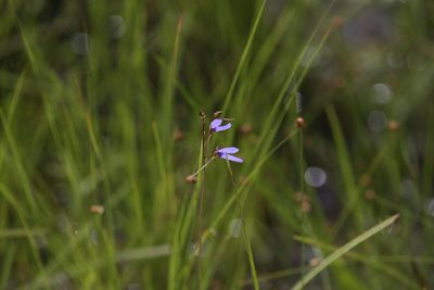Utricularia leptoplectra, photographed by Hugo Innes