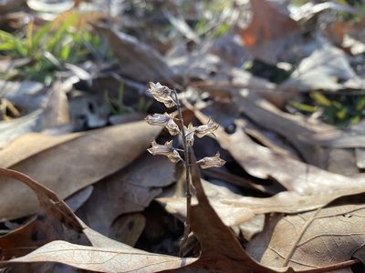 Perilla frutescens, photographed by Daniel Patterson
