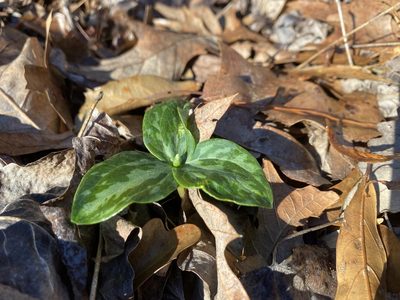 Trillium foetidissimum, photographed by Daniel Patterson
