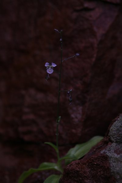 Aneilema siliculosum, photographed by Hugo Innes