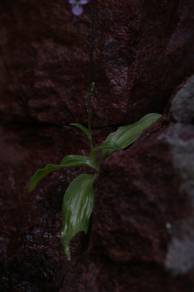Aneilema siliculosum, photographed by Hugo Innes