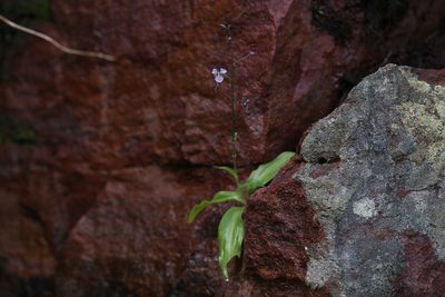 Aneilema siliculosum, photographed by Hugo Innes