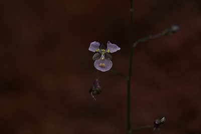 Aneilema siliculosum, photographed by Hugo Innes