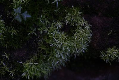 Octoblepharum albidum, photographed by Hugo Innes