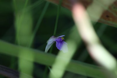 Utricularia gaagudju, photographed by Hugo Innes