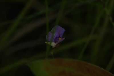 Utricularia gaagudju, photographed by Hugo Innes