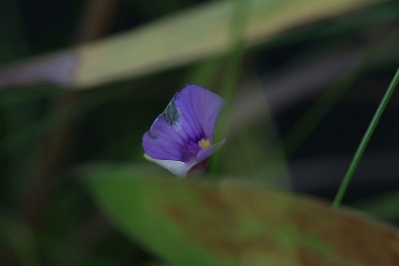Utricularia gaagudju, photographed by Hugo Innes
