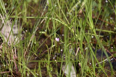 Utricularia gaagudju, photographed by Hugo Innes