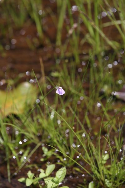 Utricularia gaagudju, photographed by Hugo Innes