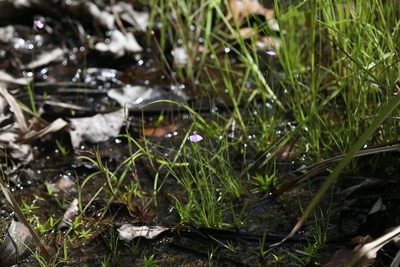 Utricularia gaagudju, photographed by Hugo Innes