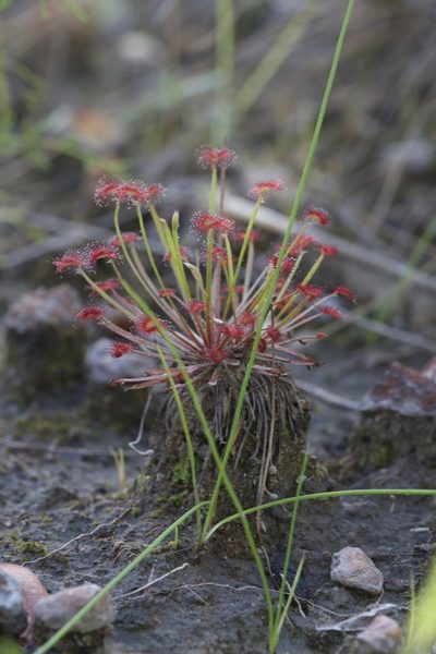 Drosera dilatatopetiolaris, photographed by Hugo Innes