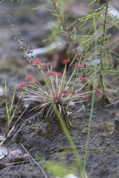 Drosera dilatatopetiolaris, photographed by Hugo Innes