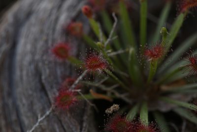 Drosera dilatatopetiolaris, photographed by Hugo Innes