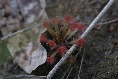 Drosera dilatatopetiolaris, photographed by Hugo Innes